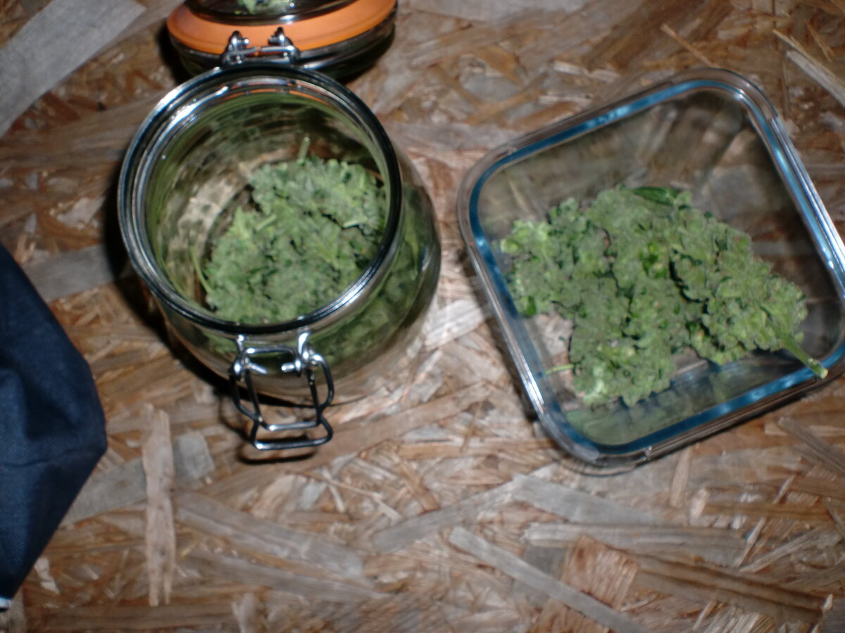 Freshly cut weed